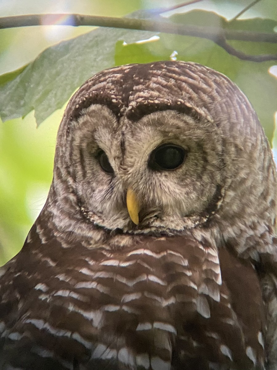 Barred Owl - ML620242983