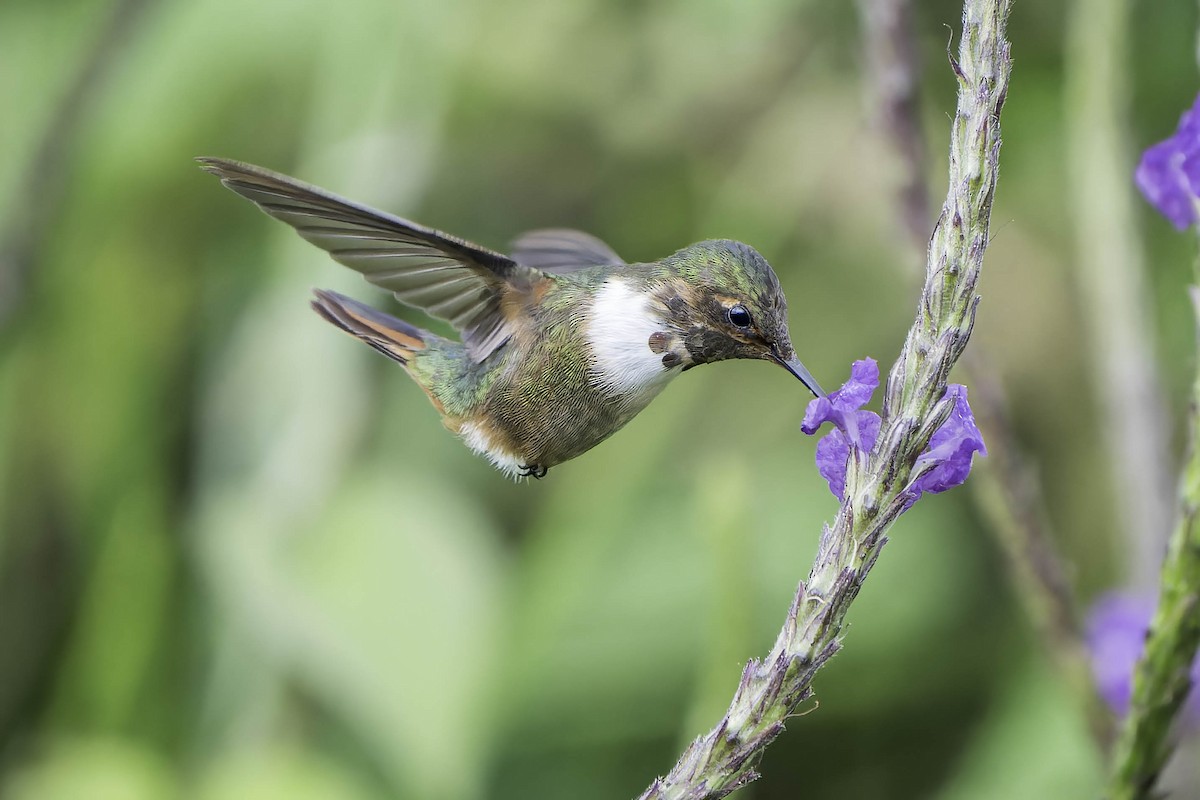 Volcano Hummingbird (Rose-throated) - ML620242987