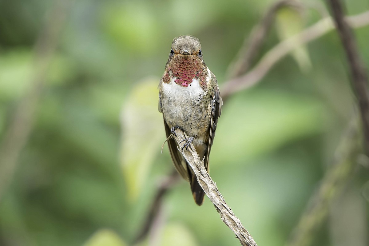 kalypta vulkánová (ssp. simoni) - ML620242988