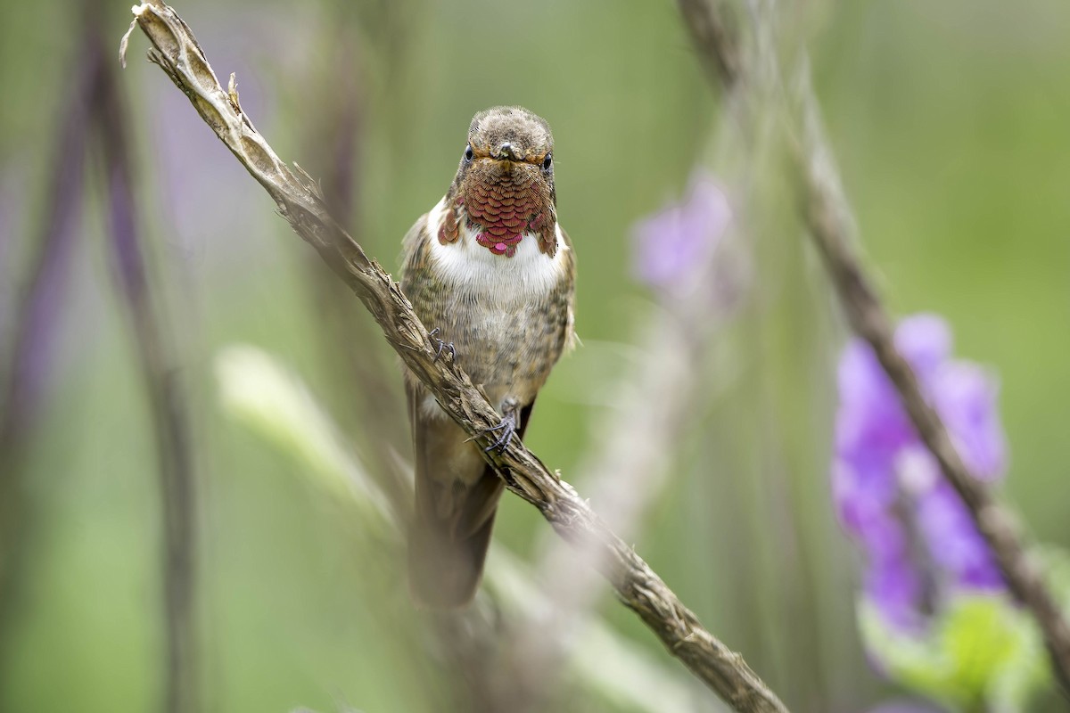 Volcano Hummingbird (Rose-throated) - ML620242993
