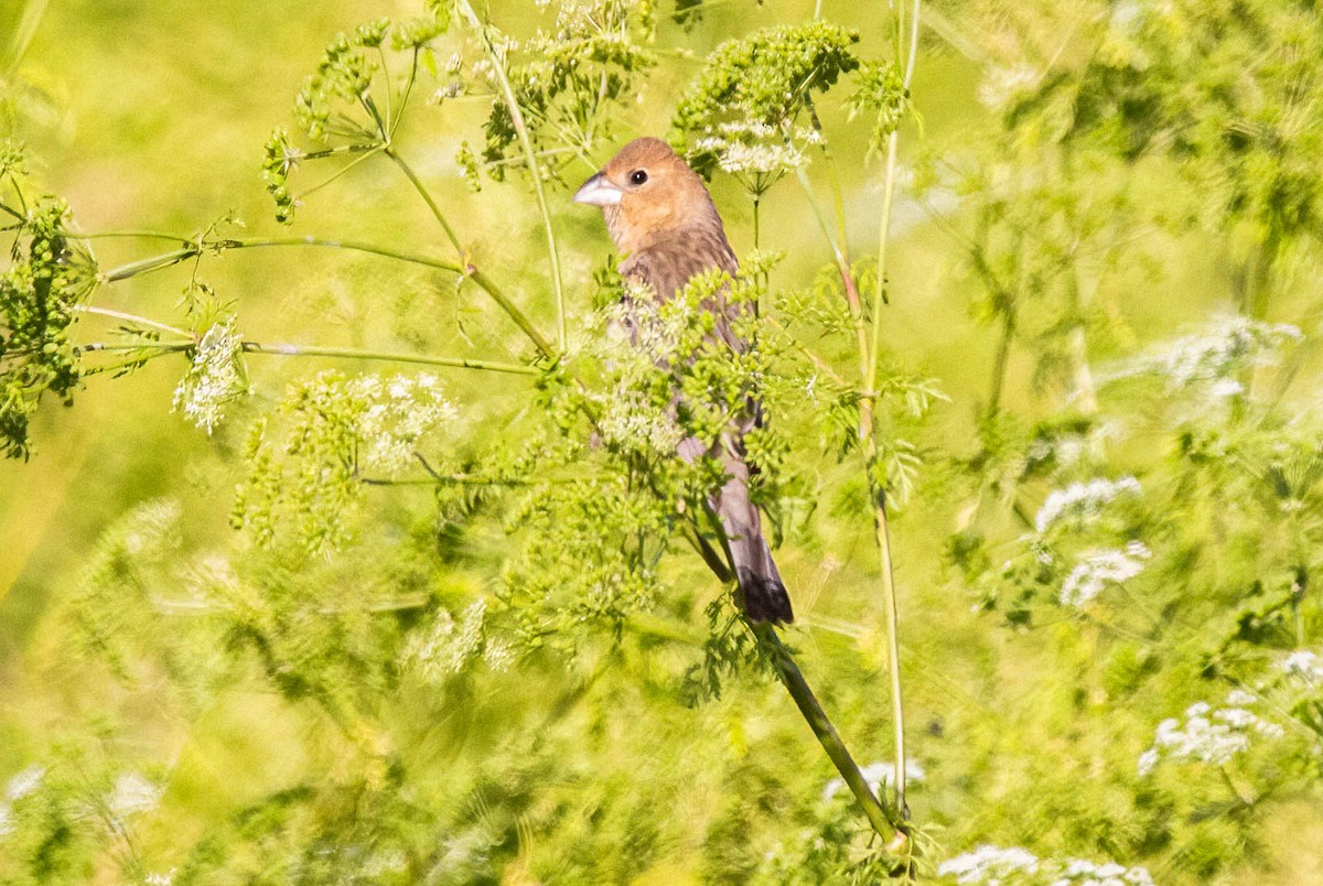 Blue Grosbeak - ML620243003