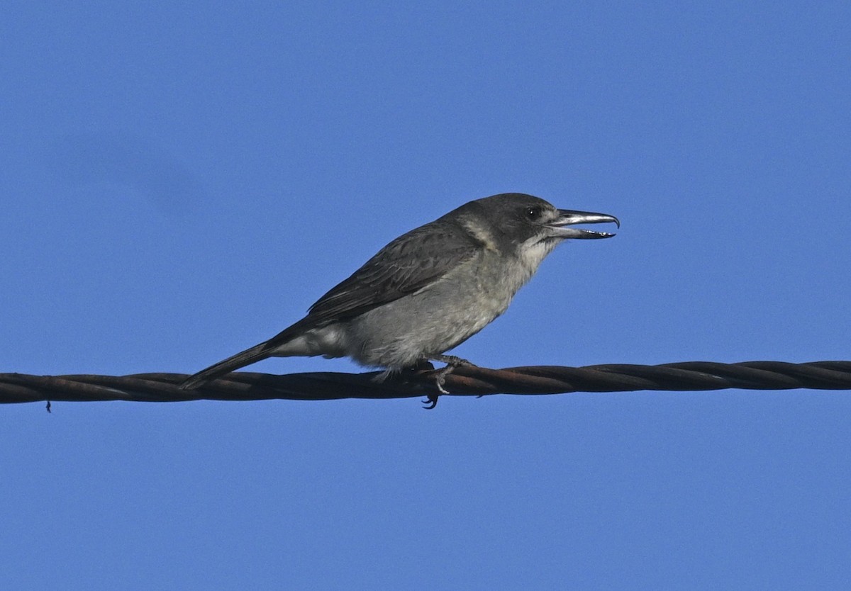Gray Butcherbird - ML620243006
