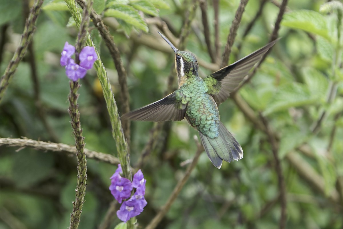 Purple-throated Mountain-gem - ML620243012