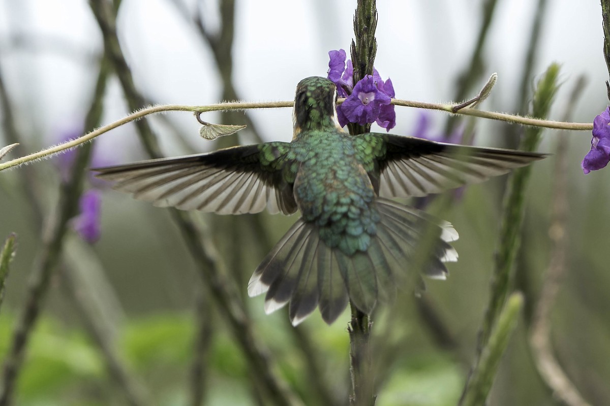 Colibri à gorge pourprée - ML620243013