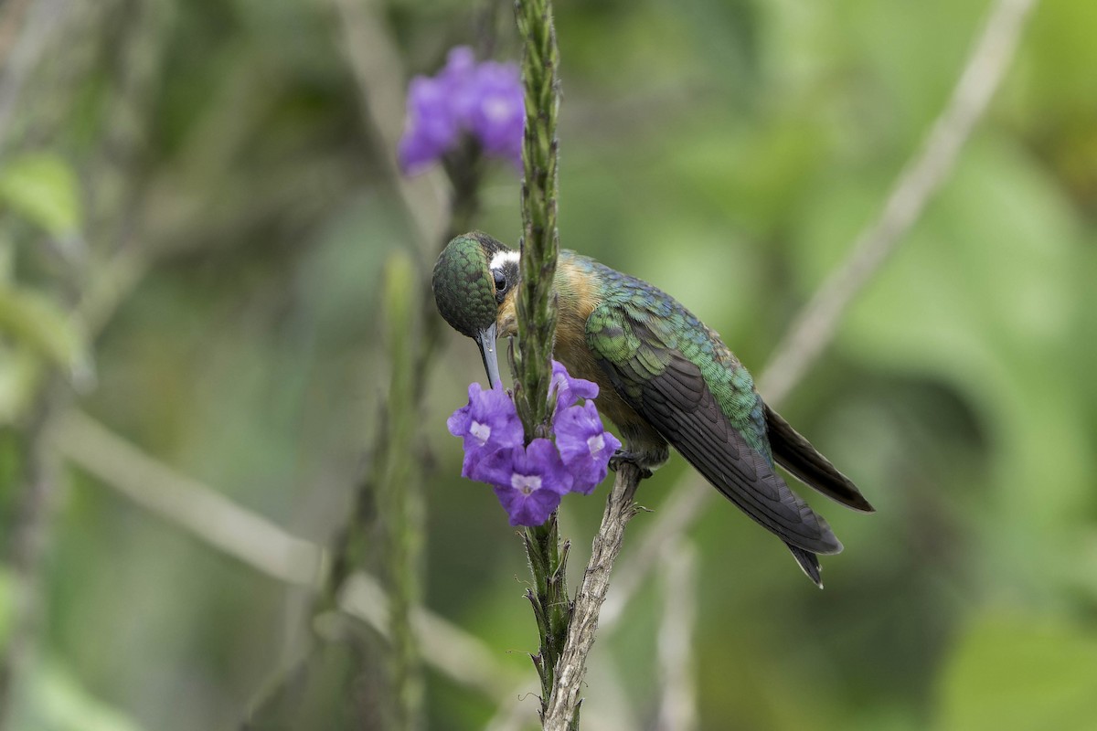 Colibri à gorge pourprée - ML620243014