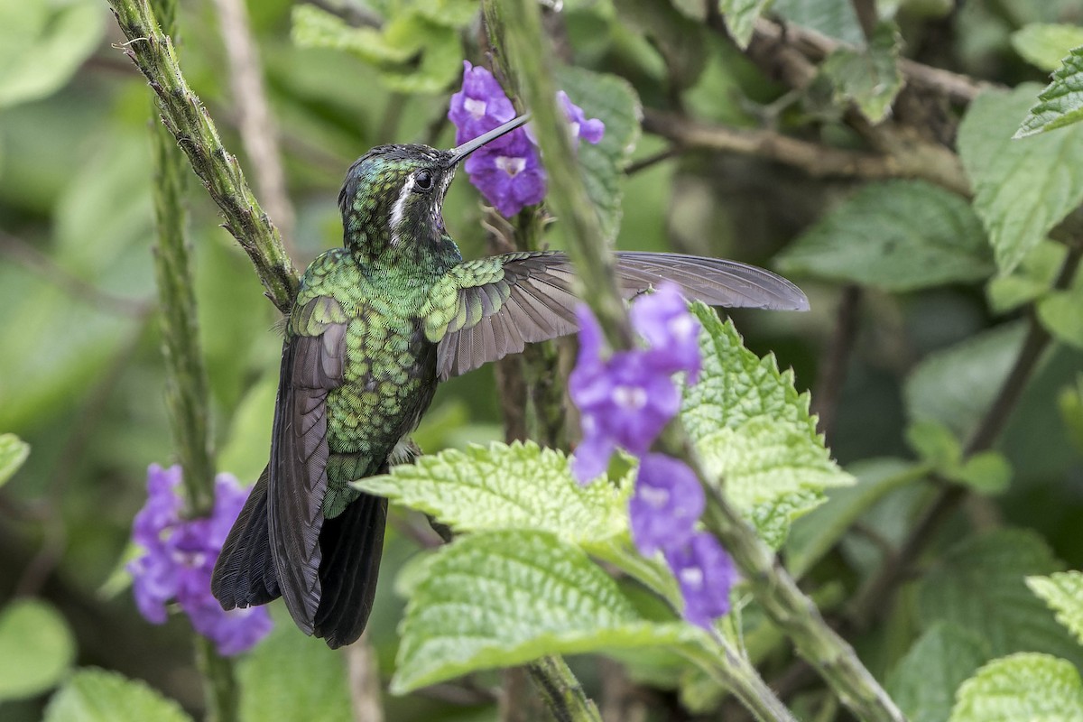 kolibřík fialovohrdlý - ML620243015