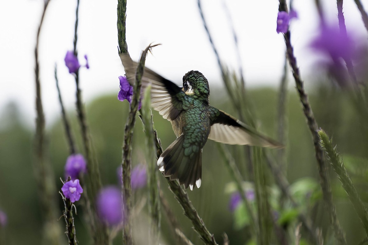 Colibri à gorge pourprée - ML620243016