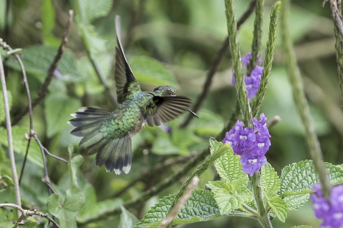 Purple-throated Mountain-gem - ML620243017