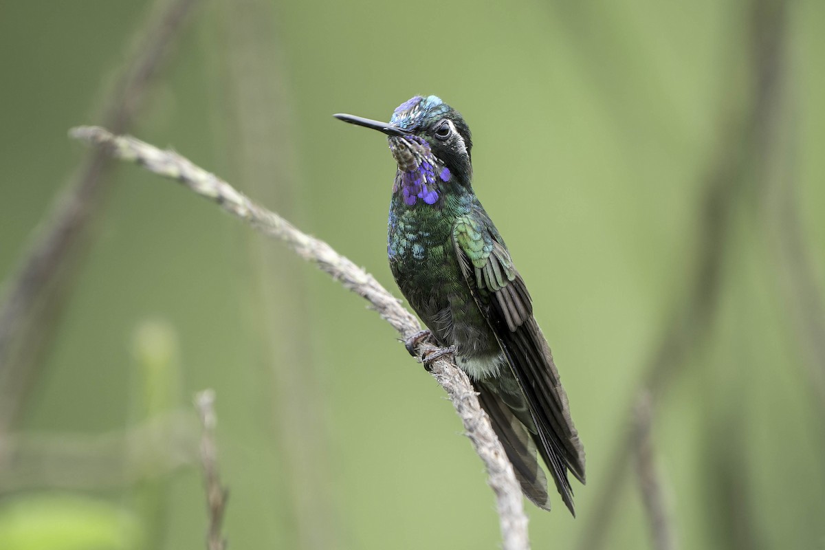 Purple-throated Mountain-gem - ML620243020