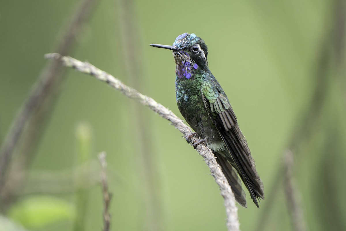 Purple-throated Mountain-gem - ML620243021