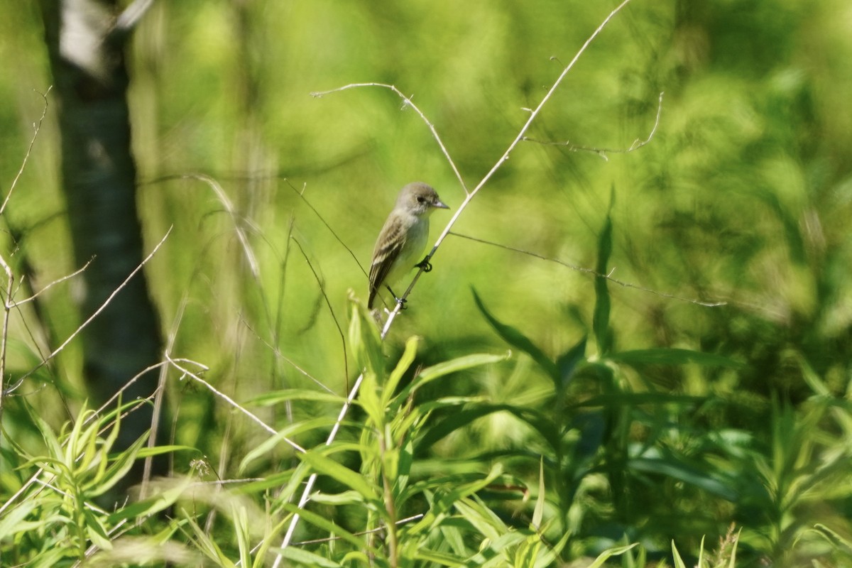 Willow Flycatcher - ML620243022