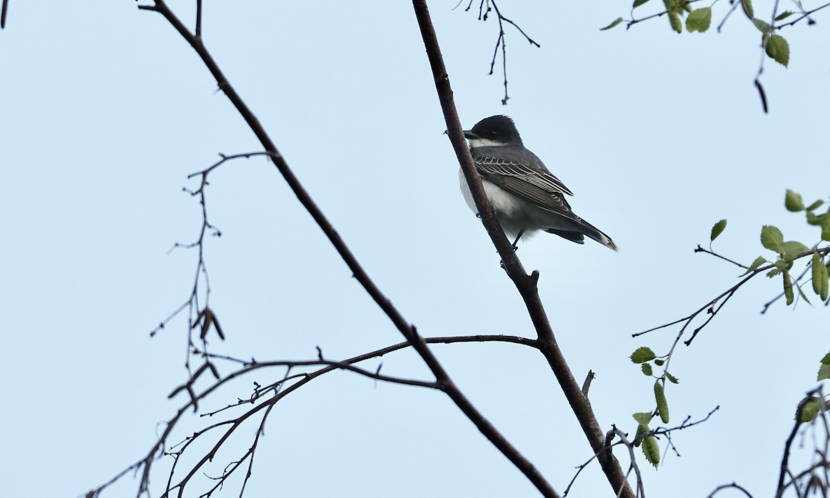 Eastern Kingbird - ML620243026