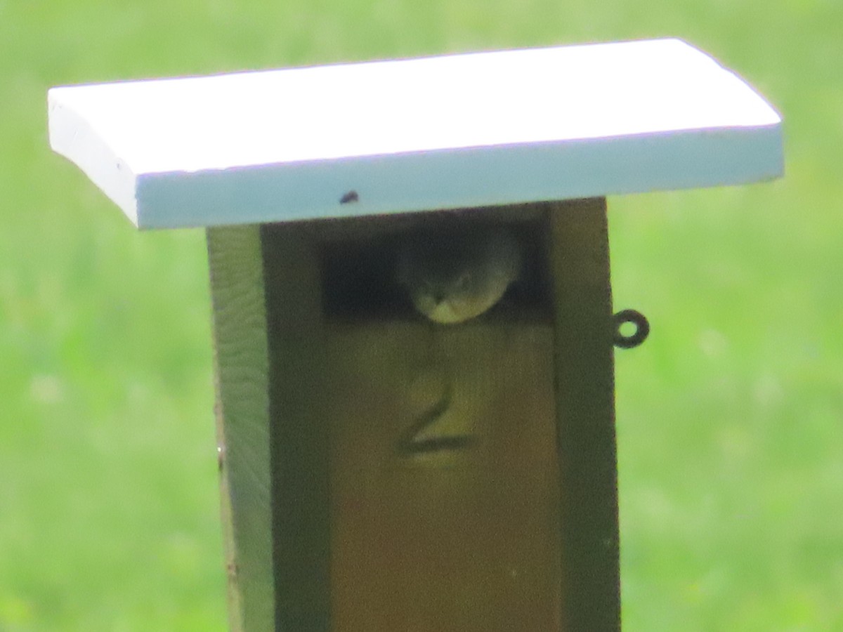 Eastern Bluebird - ML620243028