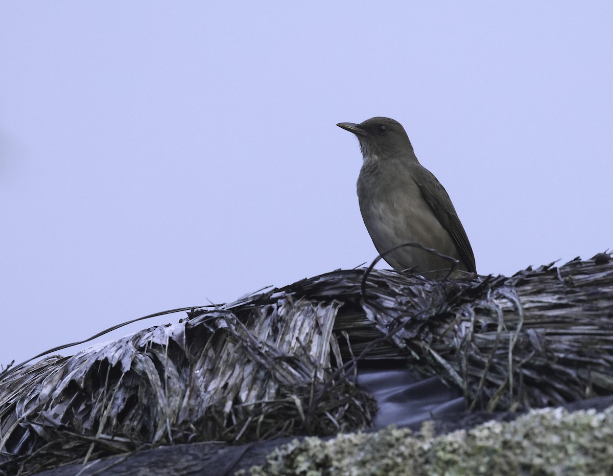 Black-billed Thrush (Amazonian) - ML620243029