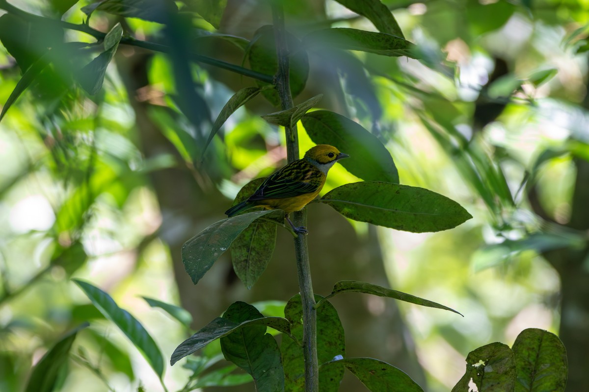 Silver-throated Tanager - ML620243033