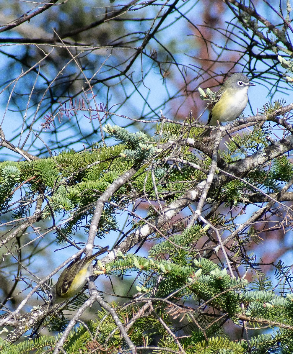 Mavi Başlı Vireo - ML620243037