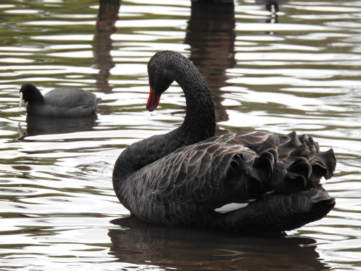 Cisne Negro - ML620243038