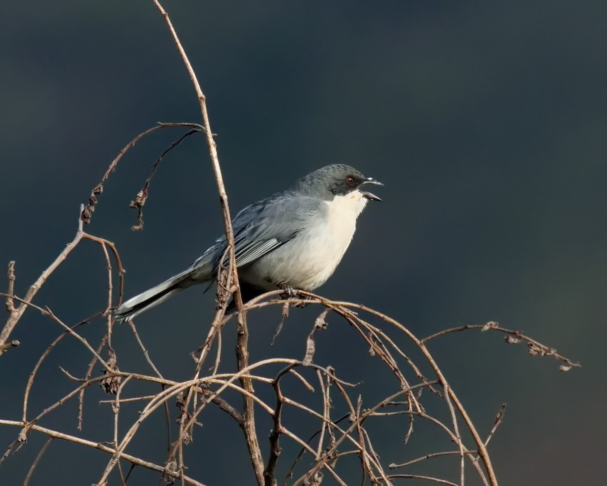 Cinereous Warbling Finch - ML620243041