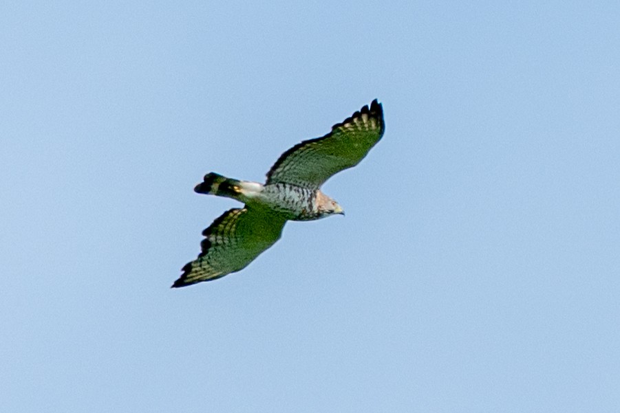 Broad-winged Hawk - ML620243045