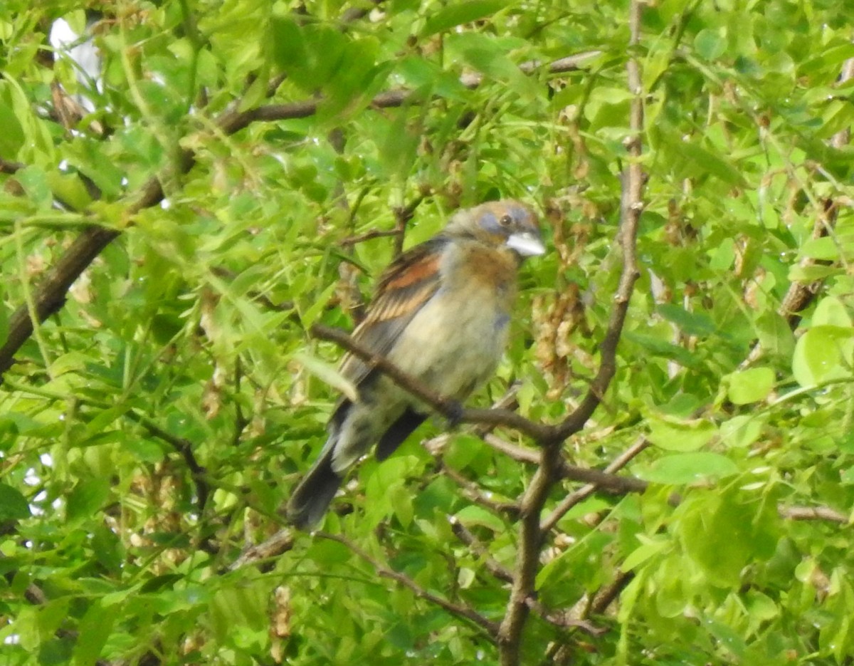 Blue Grosbeak - ML620243046