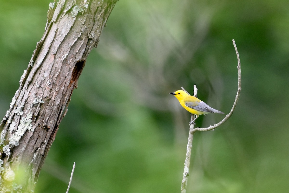 Prothonotary Warbler - ML620243047