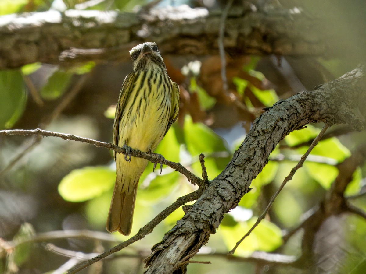 Sulphur-bellied Flycatcher - ML620243048