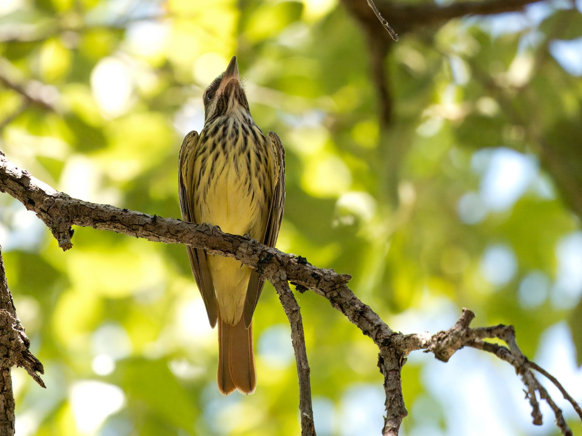 Sulphur-bellied Flycatcher - ML620243050