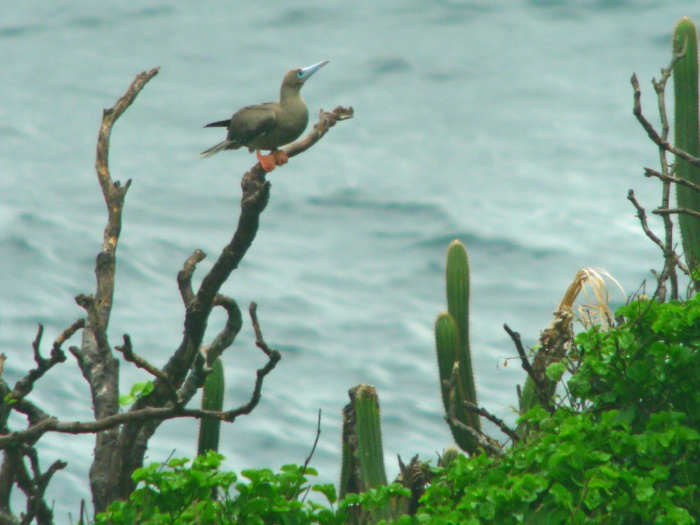Red-footed Booby - ML620243054