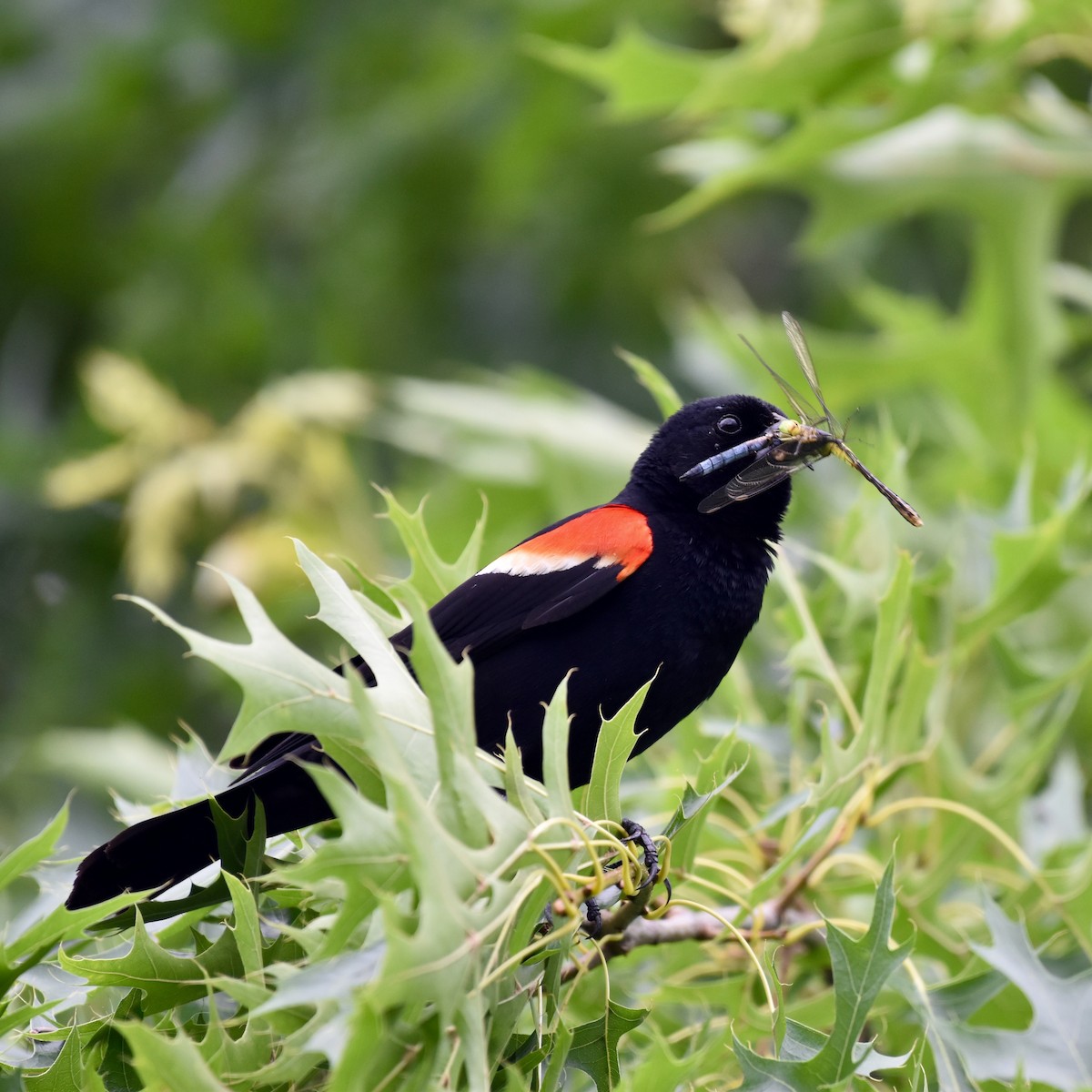 Red-winged Blackbird - ML620243055