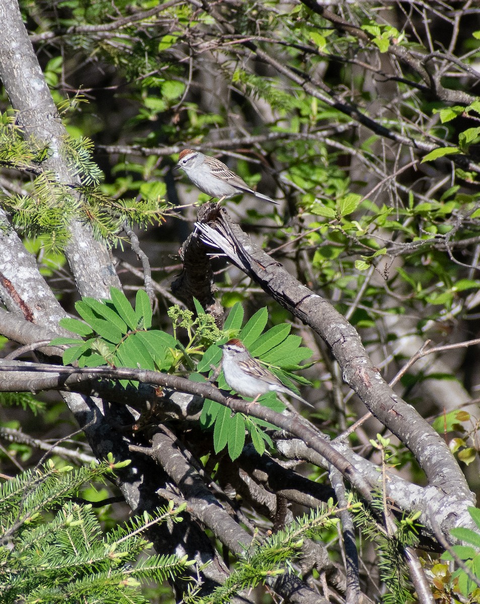 Chipping Sparrow - ML620243056