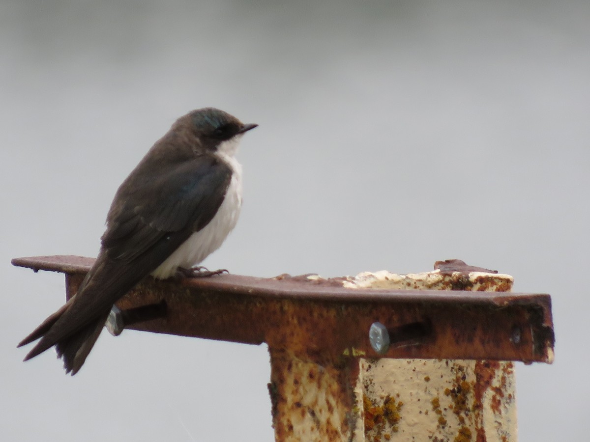 Golondrina Bicolor - ML620243058