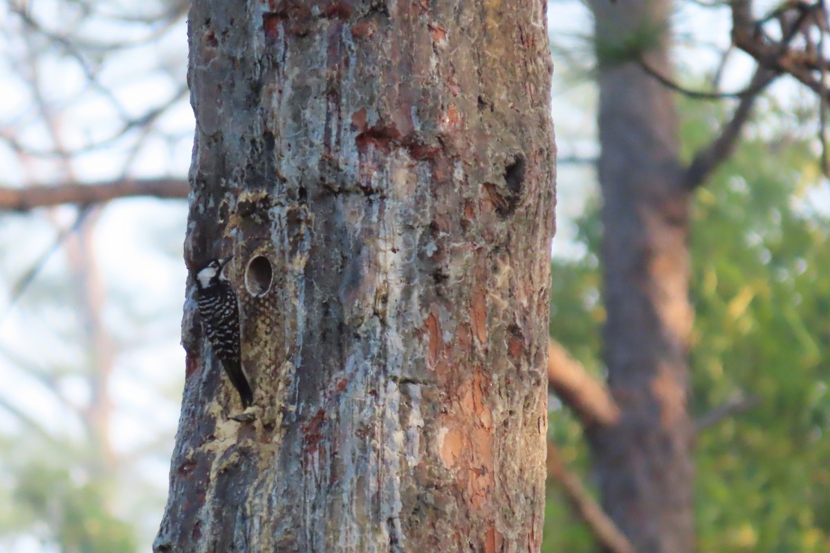 Red-cockaded Woodpecker - ML620243060