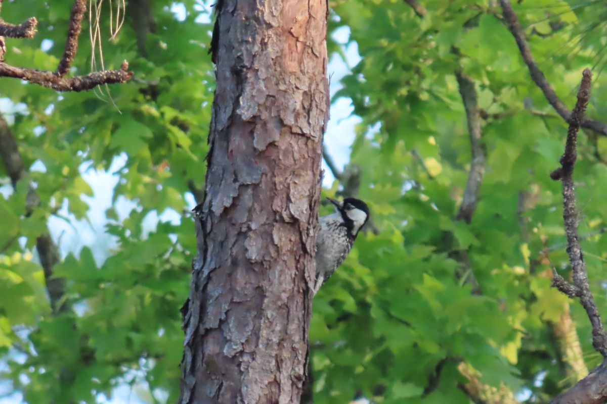 Red-cockaded Woodpecker - ML620243066