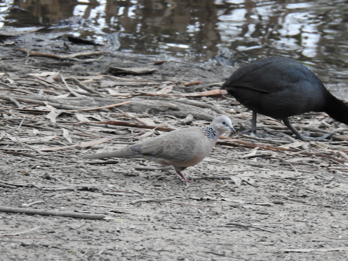 珠頸斑鳩 - ML620243068