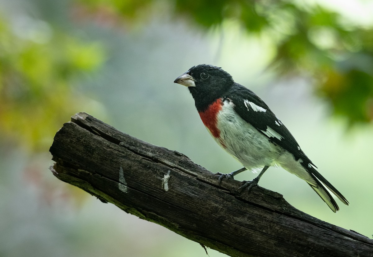 Rose-breasted Grosbeak - ML620243086