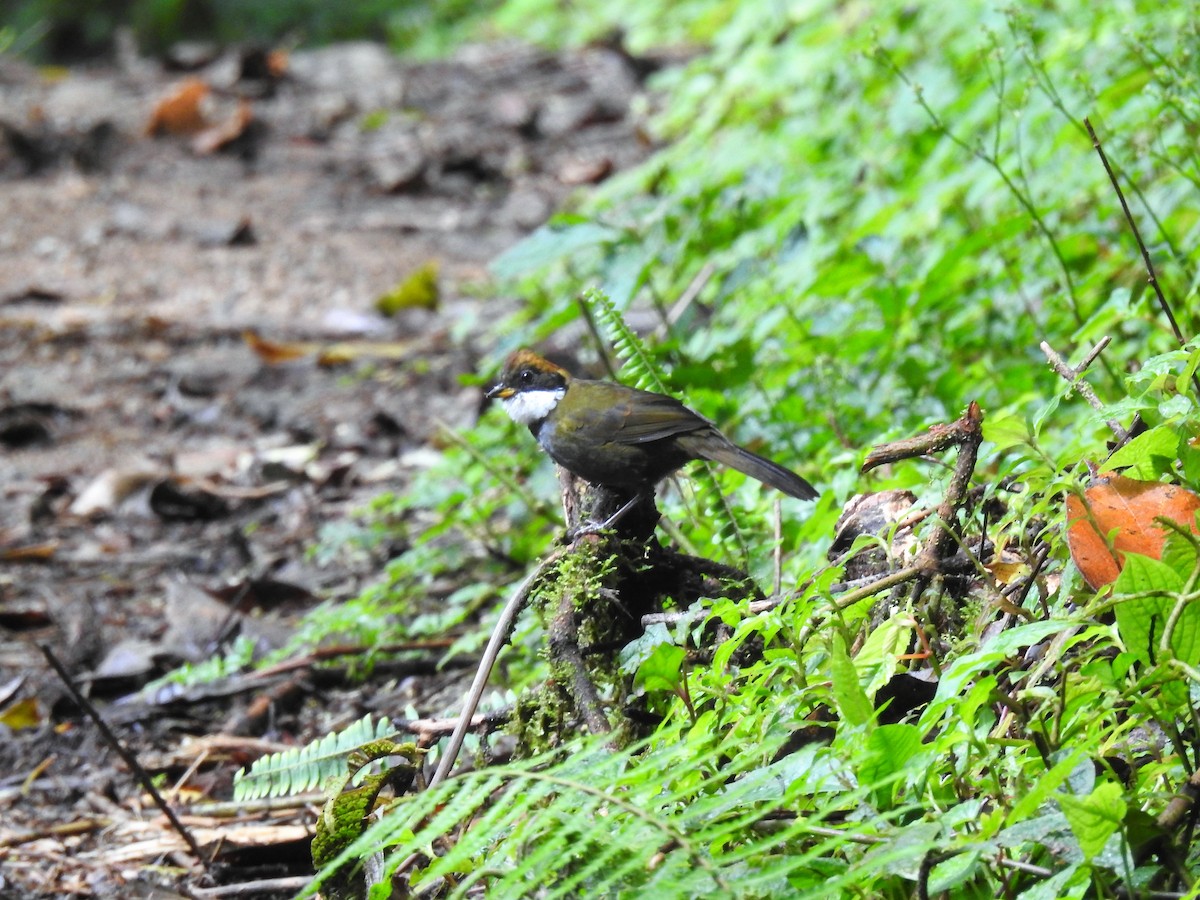 Chestnut-capped Brushfinch - ML620243093