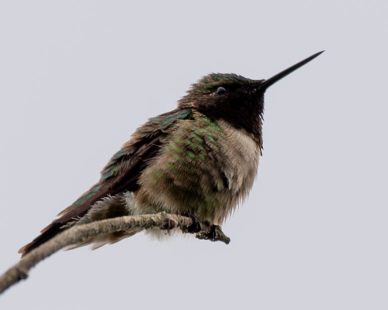 Ruby-throated Hummingbird - ML620243096