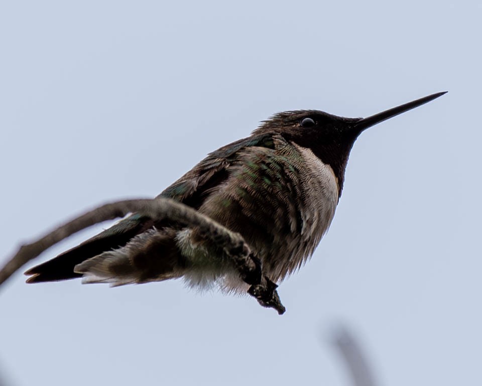 Colibri à gorge rubis - ML620243098