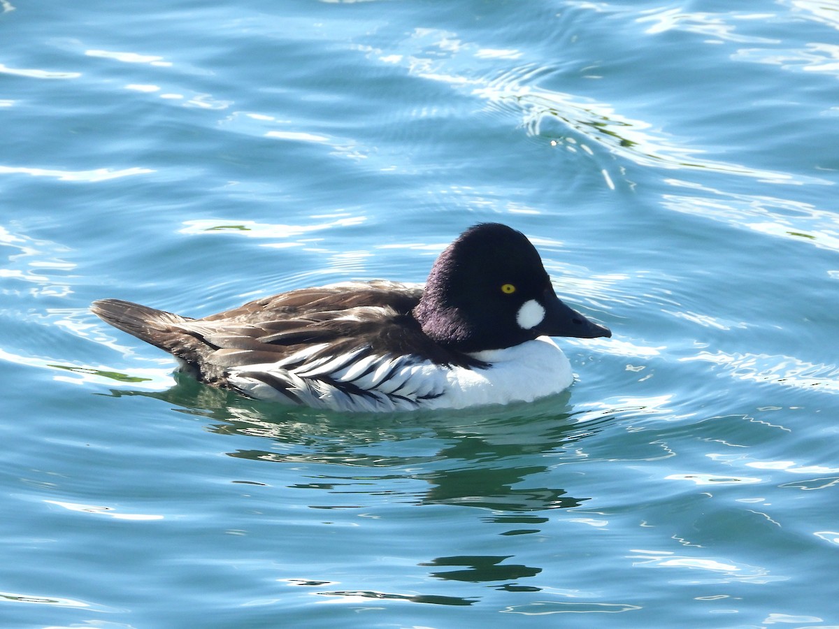 Common Goldeneye - ML620243103