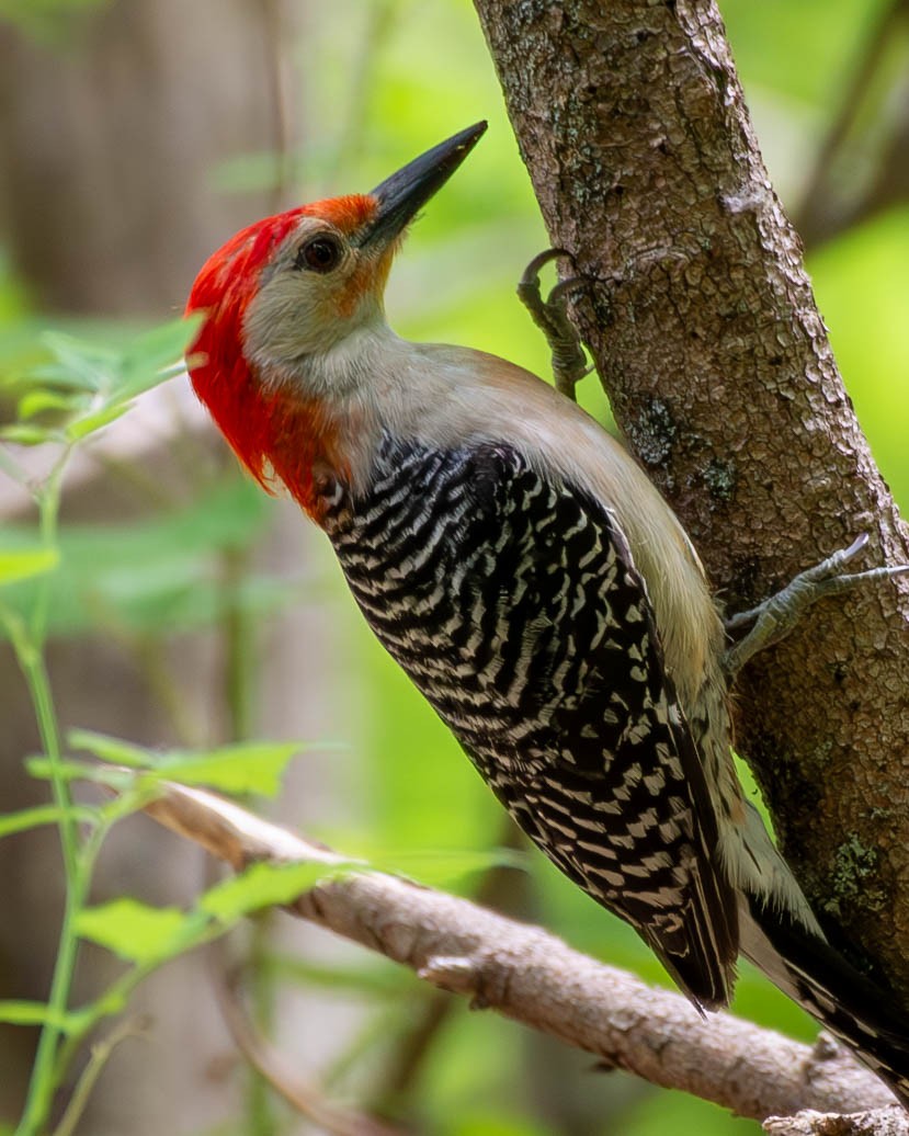 Red-bellied Woodpecker - ML620243112