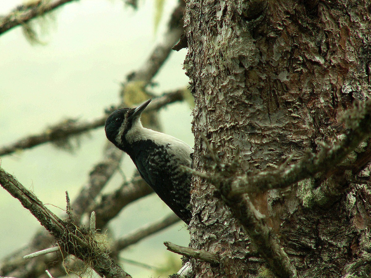 Black-backed Woodpecker - ML620243113