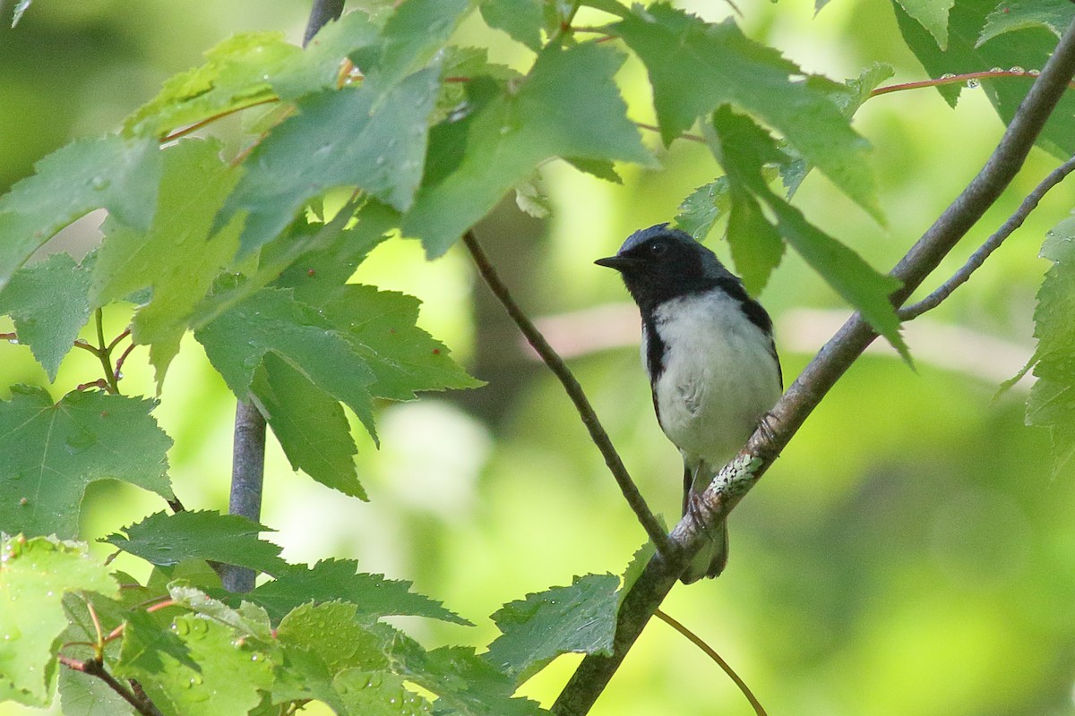 Black-throated Blue Warbler - ML620243115