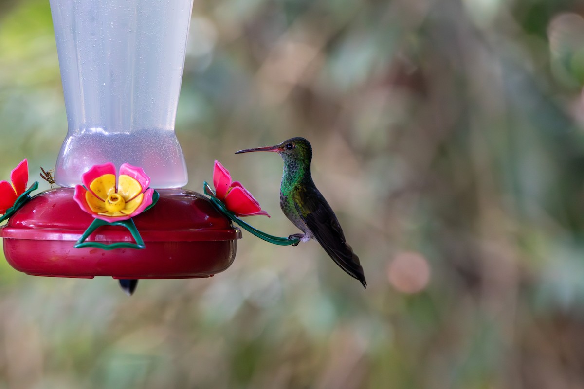 Rufous-tailed Hummingbird - ML620243116