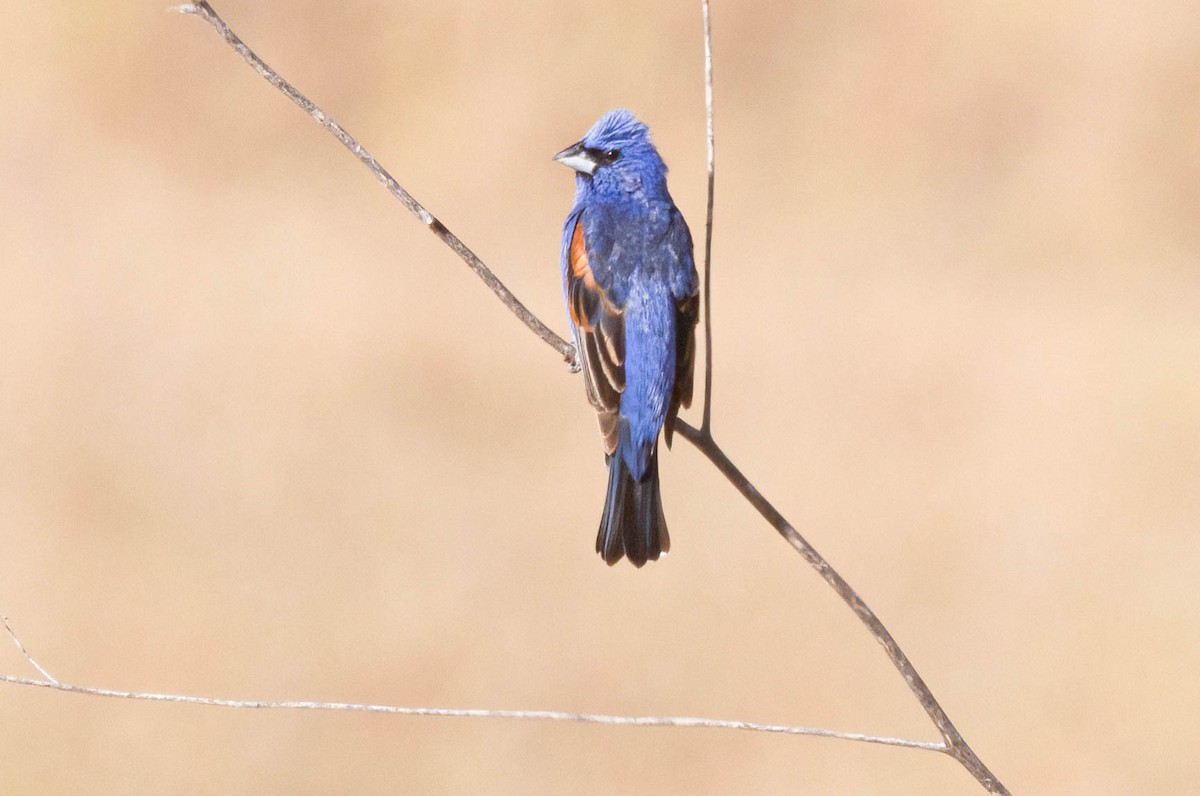 Blue Grosbeak - ML620243120