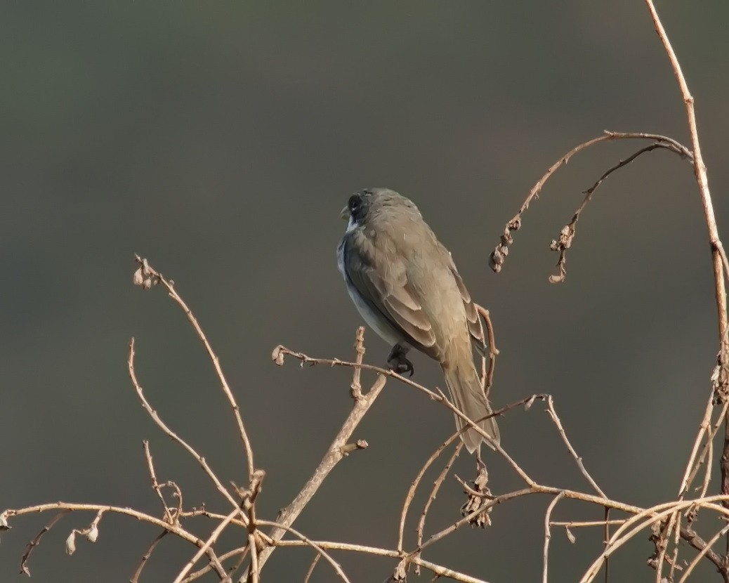 Double-collared Seedeater - ML620243123