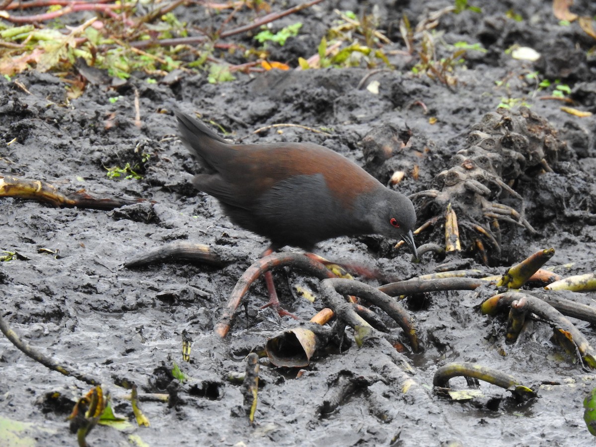 Spotless Crake - sharon dodd