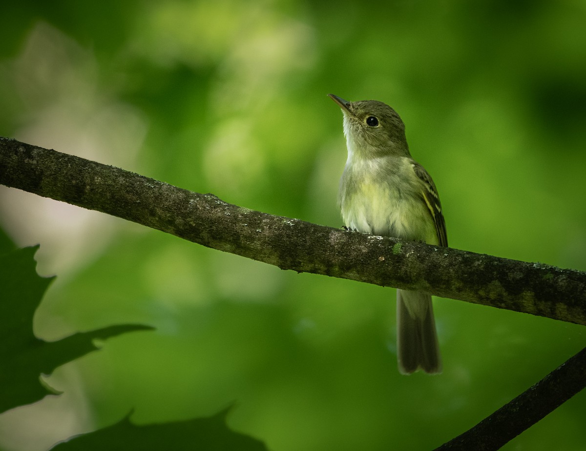 Acadian Flycatcher - ML620243128