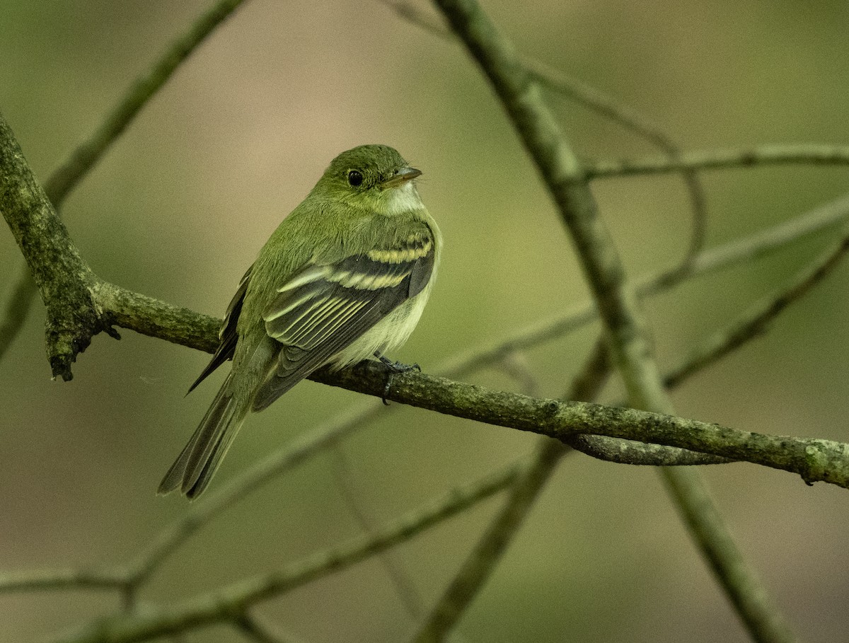 Acadian Flycatcher - ML620243129