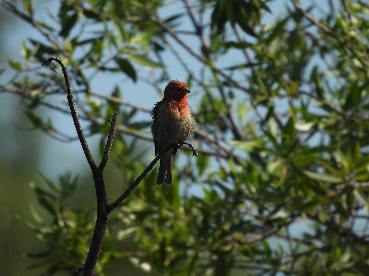 House Finch - ML620243130