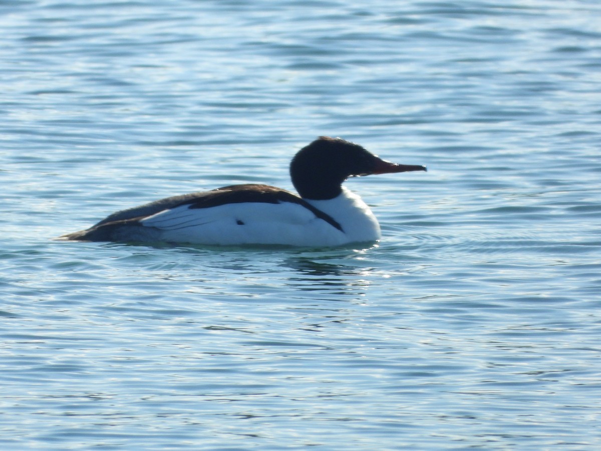 Common Merganser - ML620243135